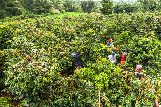 Kenya - Muburi AA