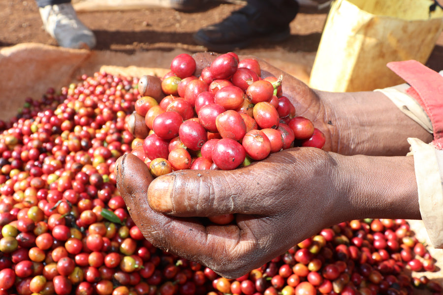 Kenya - Gathaithi AA