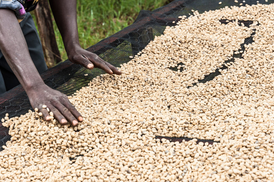 Kenya - Muburi AA