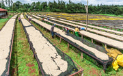Kenya - Muburi AA