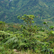 Colombia - Robinson Arango - Tres Equinas